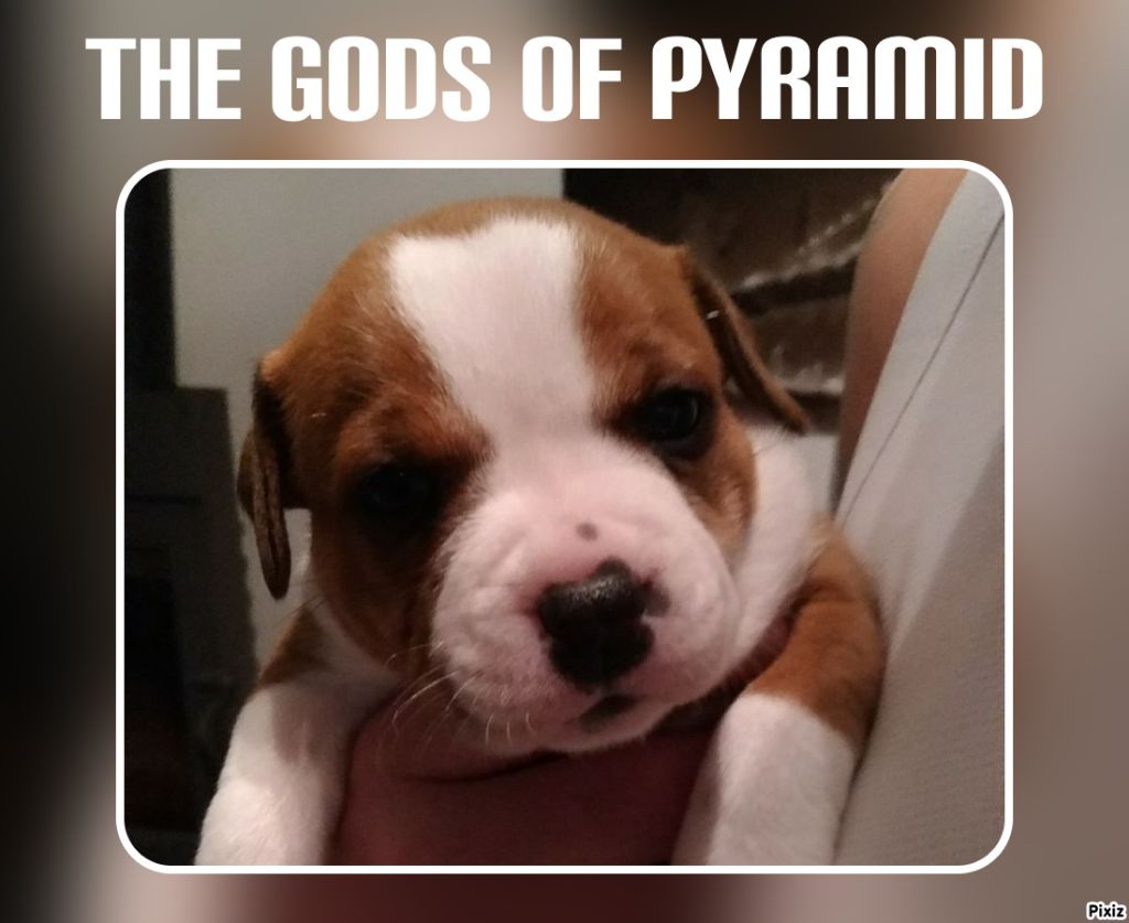 The Gods Of Pyramid - Staffordshire Bull Terrier - Portée née le 04/11/2018