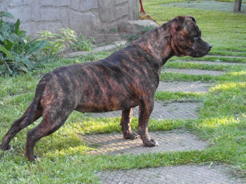 Louna Of Lady's Staff
