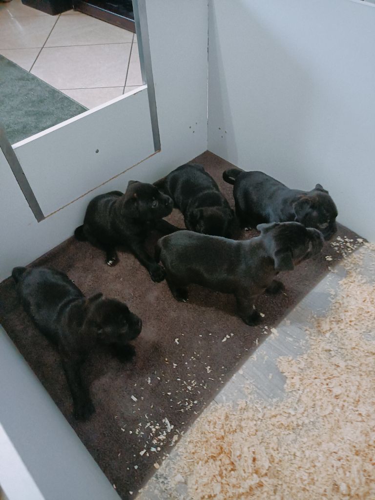 The Gods Of Pyramid - Staffordshire Bull Terrier - Portée née le 25/09/2021