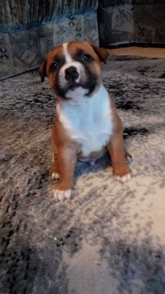 The Gods Of Pyramid - Staffordshire Bull Terrier - Portée née le 26/11/2017